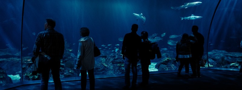 reef Shedd Aquarium